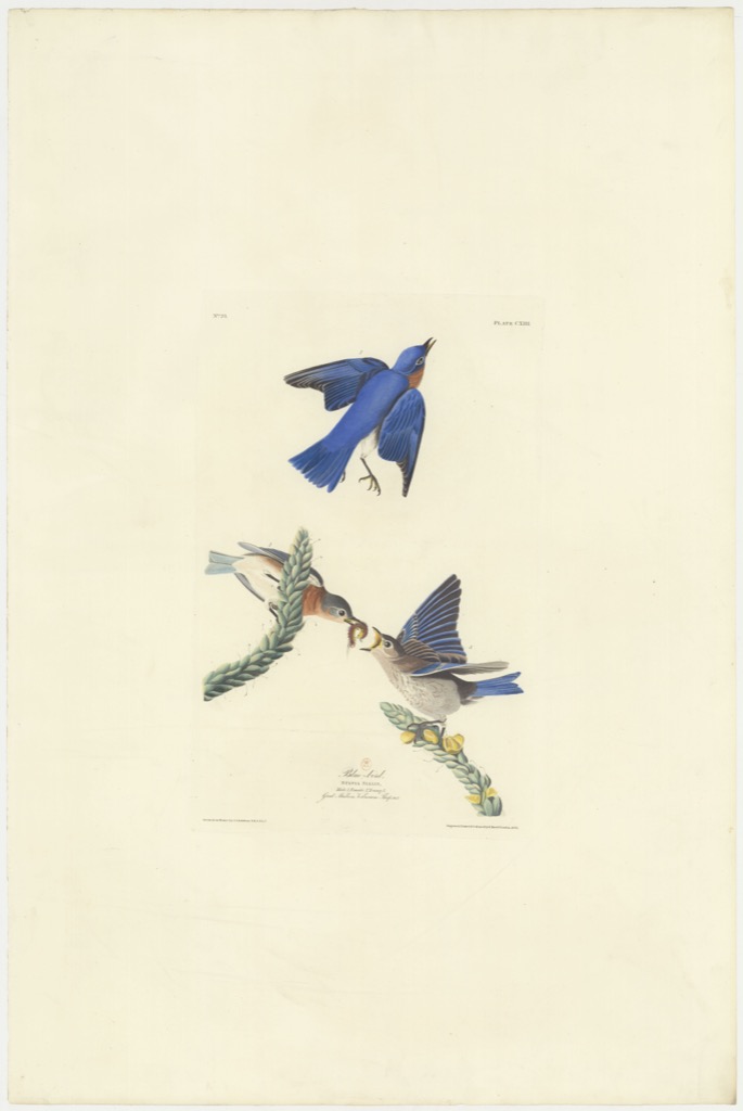 Eastern Bluebird by John James Audubon